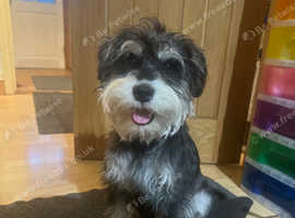 Black & silver KC miniature schnauzer stud