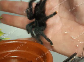 Avic avic common pink toe.