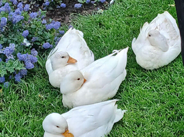 2 pairs of white call ducks for sale