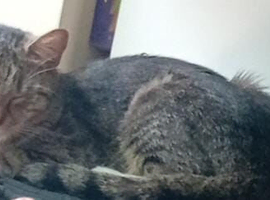 Cat for sale