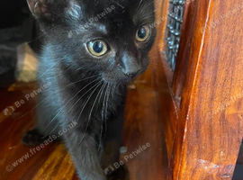 Two black male kittens - ready now