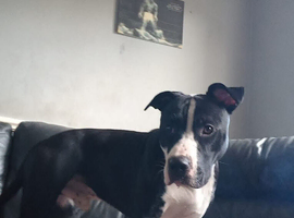 Staffy male