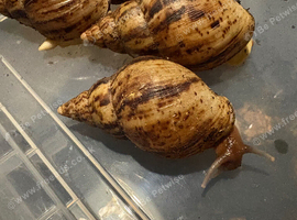 Lissachatina Reticulata 7-8cm