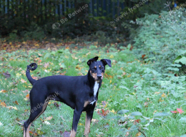 Doberman x collie