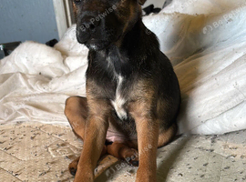 Jack Russell mixed