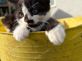Beautiful playful kittens