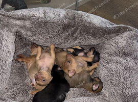 5 beautiful chihuahuas