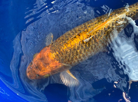 English koi / Ghost