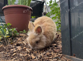 Dwarf Lionhead Boy