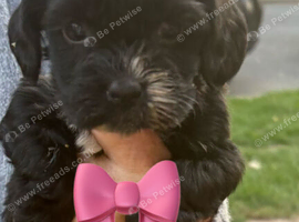 beautiful cock a tzu