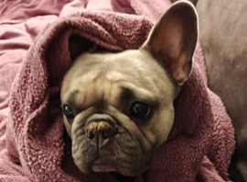 French bulldog