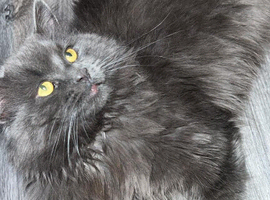 Mixed bsh longhair and bsh shorthair kitten