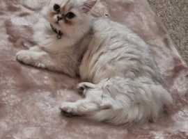 Rubi &ndash; Beautiful Persian Cat for Sale