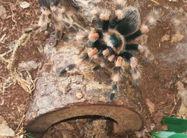Unsexed juvenile red knee