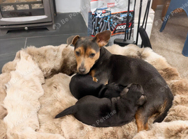 Minute jack russel puppy's