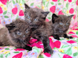 Gorgeous very Fluffy Chocolate Kittens, part Savannah part British Blue
