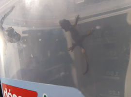 Ranging from, 3 weeks to 2 months old baby geckos