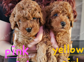 Red Toy Cockapoo girls