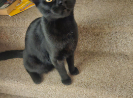 9 month old black male