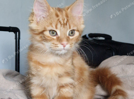 1 girl kittens for sale