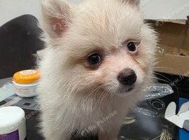 Beautiful Pomeranian Female Puppy Available For Sale