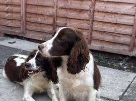 Two 18 month old cocker spaniel sisters