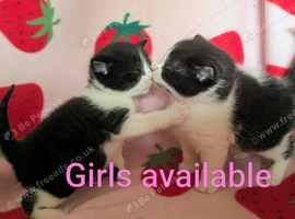British Blue x kittens, wormed/flead/litter trained &pound;80