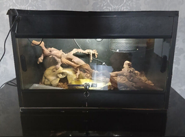Royal (ball) Python and full setup
