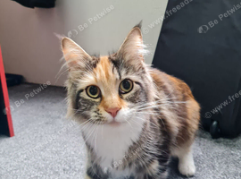 Female mainecoon