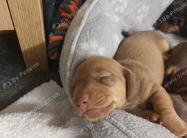 miniature dachshund puppies