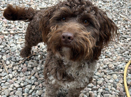 Chocolate Merle cockapoo