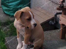 American bulldog