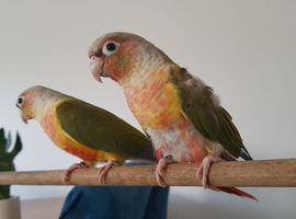 Proven breeding pair of hand reared conures.