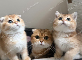 ️ Adorable Kittens ️