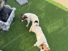 Jack Russell puppies