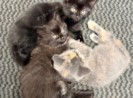 3 kittens