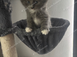 Ragdoll cross Russian blue