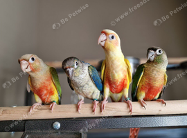 Adorable fully hand reared baby conures