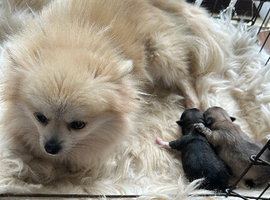 Adorable Pom puppies