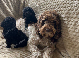 Cockapoo x poodle puppies