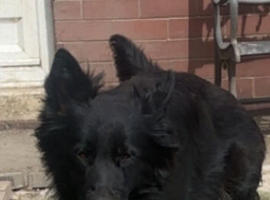 1 year old German Shepard