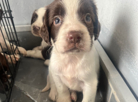 Stunning cocker spaniel puppies