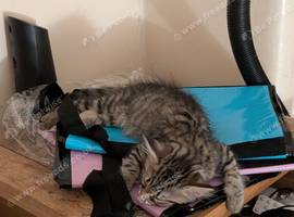 2 lovely female kittens