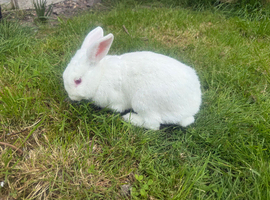 Beautiful white boy rabbit