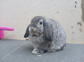 Baby rabbits for sale