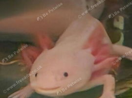 2 breeding pairs of adult axolotl