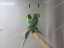 Baby budgies