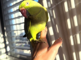 Baby geeen Ringneck parrot for sale