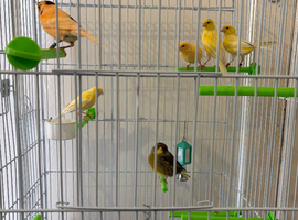 Mixed canaries for sale