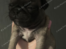 Pug male